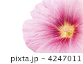 4247011