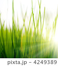 4249389