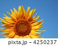 4250237