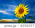 4250257