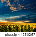 4250267