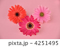 ガーベラの花パステルカラー
