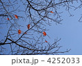 枝