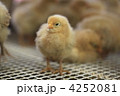 ひよこ