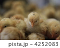 ひよこ
