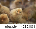 ひよこ