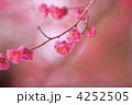 紅梅のイメージ