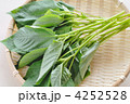 モロヘイヤ