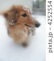 犬 ミニチュアダックス ミニチュアダックスフンド