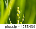 稲の花