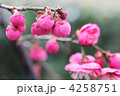 ベニシダレ