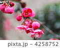 ベニシダレ