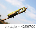 4259700