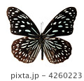 4260223