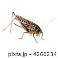 4260234