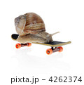 4262374