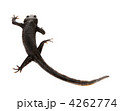4262774