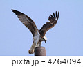 ミサゴ
