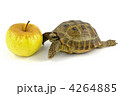 4264885