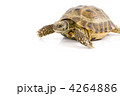 4264886