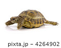 4264902