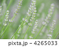 繊細な雑草