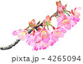 緋寒桜