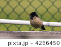 バライロムクドリ