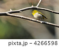 止まり木のメジロ