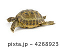 4268923