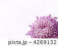 菊