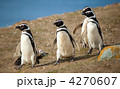 4270607
