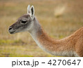4270647