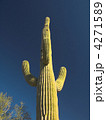 4271589