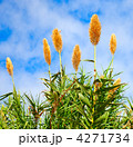 4271734