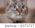4271737