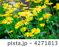 4271813