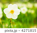 4271815