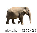 4272428
