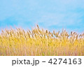 麦秋