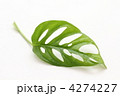 モンステラの葉