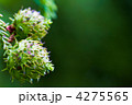杉の実