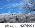 茶臼山の霧氷