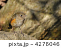 岩場のルリビタキ♀