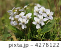 春の白い花　～アリアケスミレ～