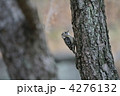 コゲラ