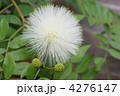 4276147