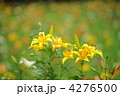 4276500