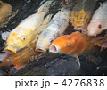 鯉