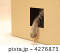 穴からでた猫の手